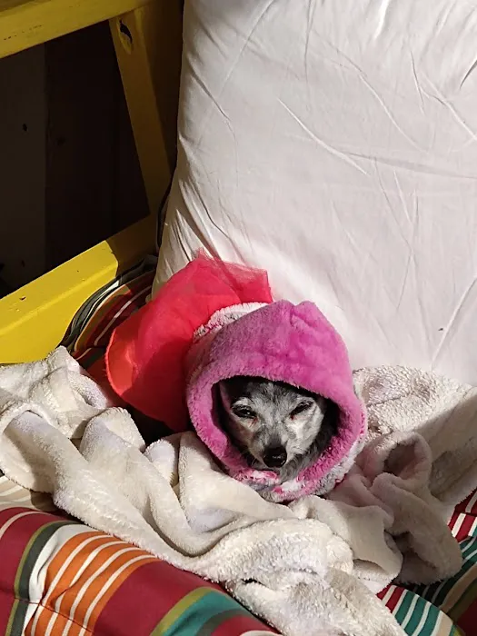 Banfield Pet Hospital 12