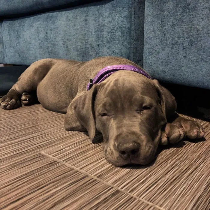 Centennial Hills Animal Hospital 6
