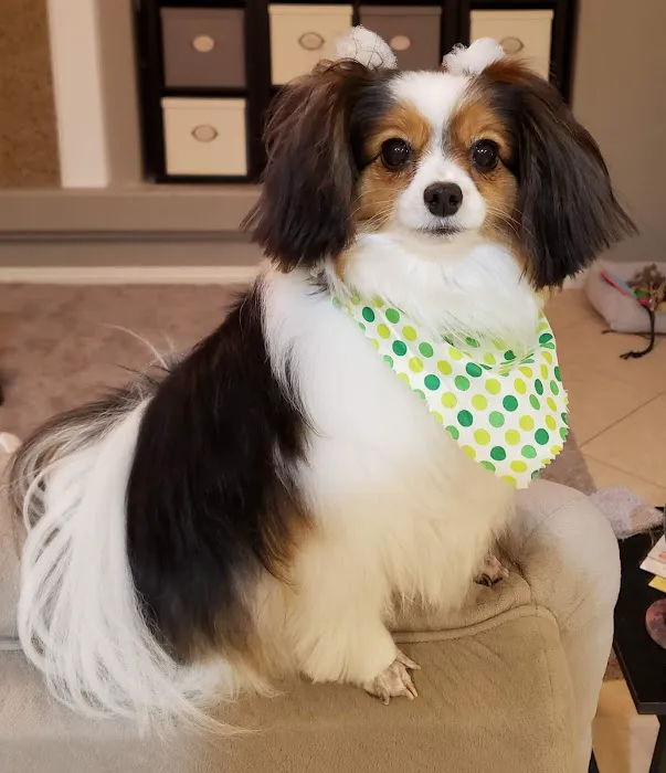 Centennial Hills Animal Hospital 3