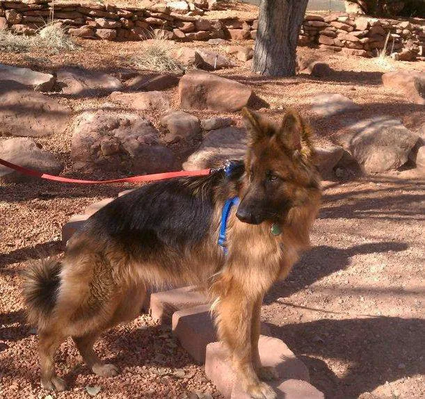 Centennial Hills Animal Hospital - Joe Lopez, DVM 12