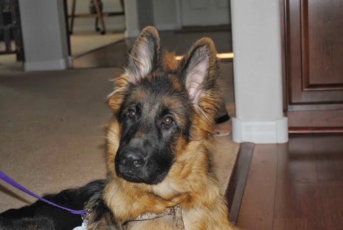 Centennial Hills Animal Hospital - Eva Evans DVM 3