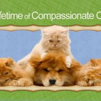 Animal Hospital of Oceanway ico