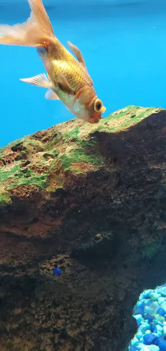 Petco 5
