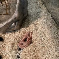 Petco ico