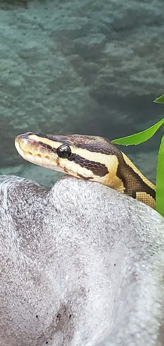 Petco 4