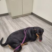 Rivers Edge Veterinary Clinic ico
