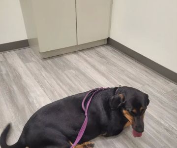 Rivers Edge Veterinary Clinic