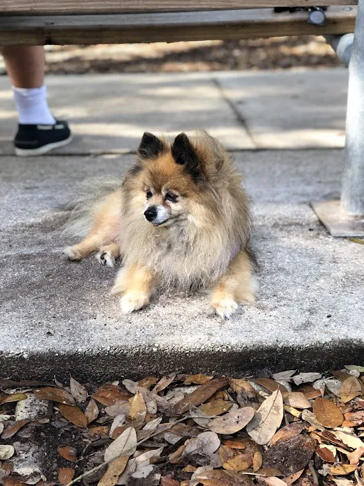 Polly Tails Home Euthanasia 12