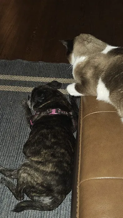 Polly Tails Home Euthanasia 12