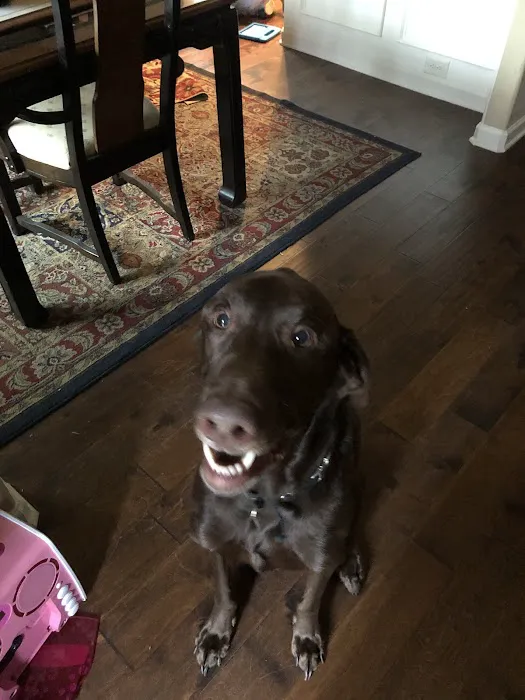 Polly Tails Home Euthanasia 12