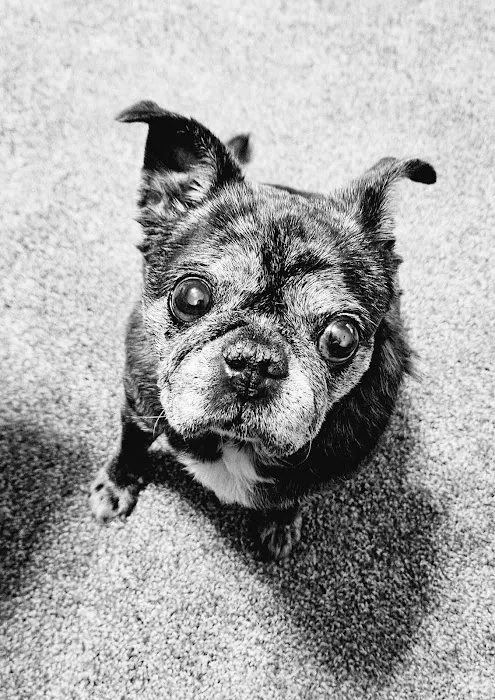 Polly Tails Home Euthanasia 12