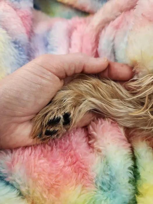 Polly Tails Home Euthanasia 12