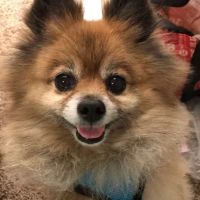 Polly Tails Home Euthanasia ico