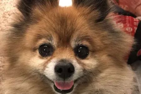 Polly Tails Home Euthanasia