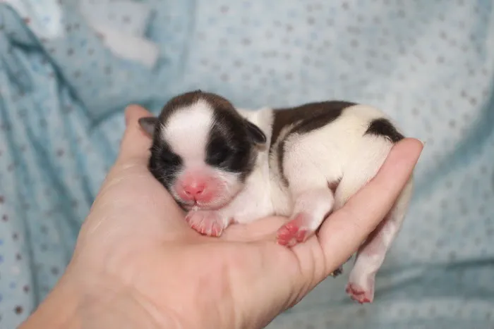 Alta Bluff Animal Hospital 12