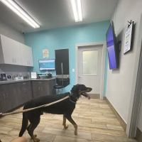 NewDay Veterinary Care ico