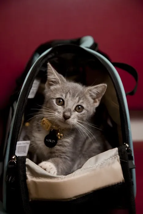 Gotham Veterinary Center 8