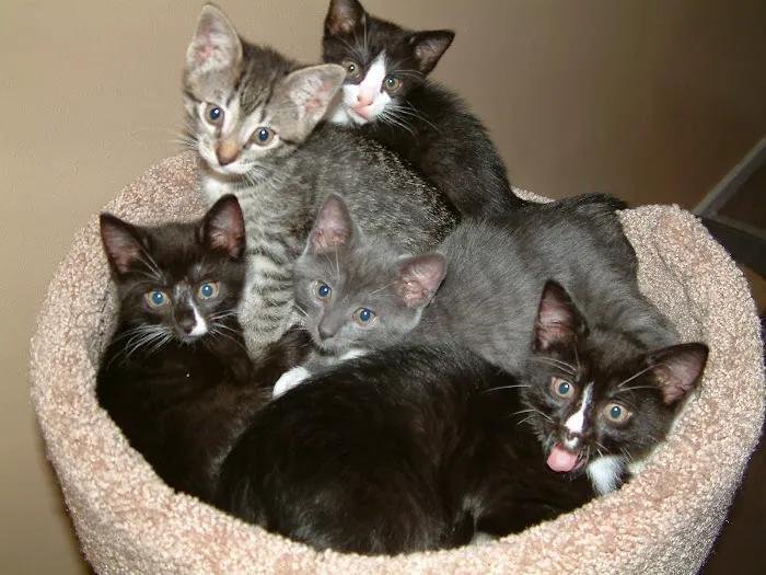 Gotham Veterinary Center 3