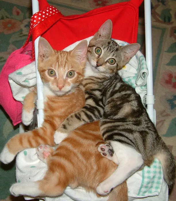 Gotham Veterinary Center 7