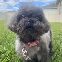 Gotham Veterinary Center ico