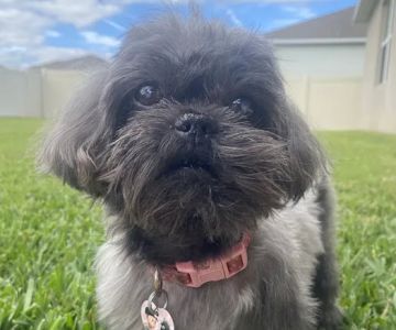 Gotham Veterinary Center