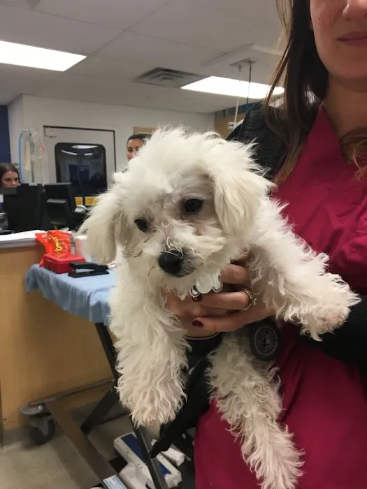 Gotham Veterinary Center 9