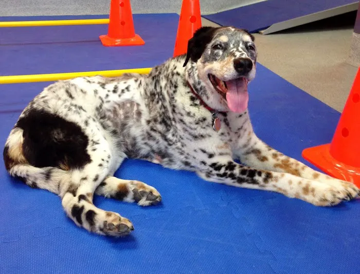 CANINE REHAB of NEW YORK 2