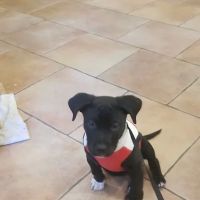 Symphony Veterinary Center ico