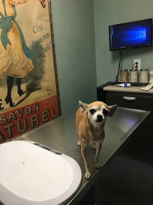 One Love Animal Hospital Bay Ridge 7