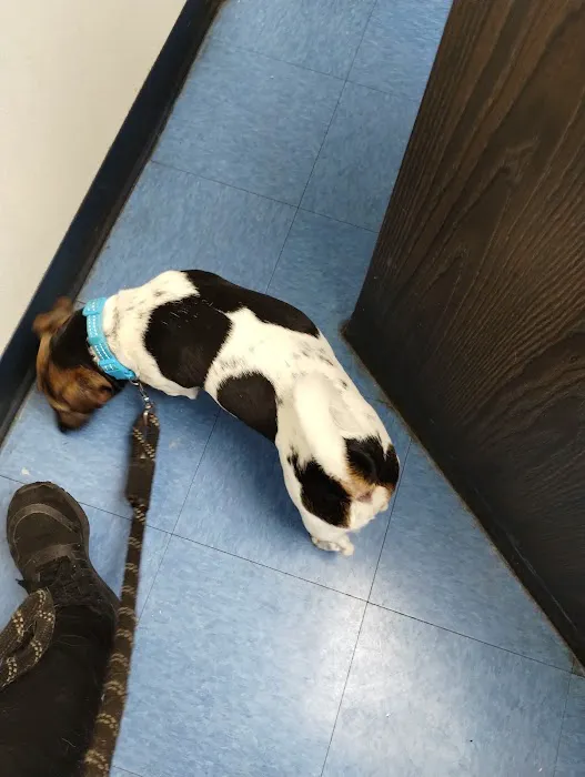 Animal Clinic of Bay Ridge: Ibrahim N DVM 12