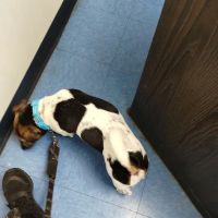 Animal Clinic of Bay Ridge: Ibrahim N DVM ico