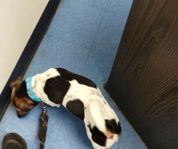 Animal Clinic of Bay Ridge: Ibrahim N DVM