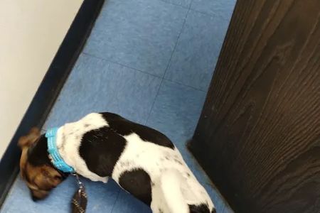 Animal Clinic of Bay Ridge: Ibrahim N DVM