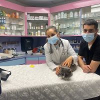 Animal Clinic of Bay Ridge ico