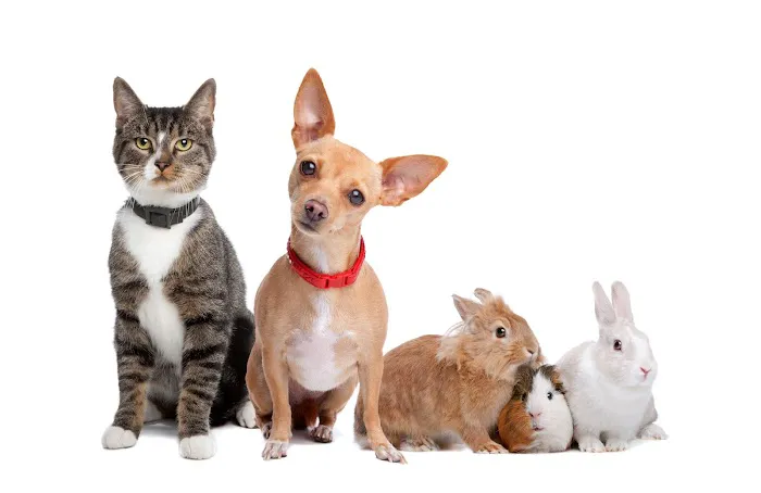 Animal Clinic of Bay Ridge 12