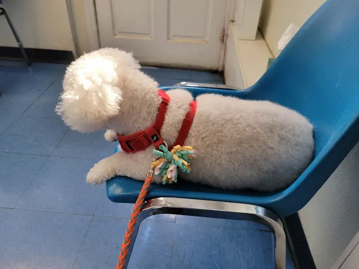 Animal Clinic of Bay Ridge 12
