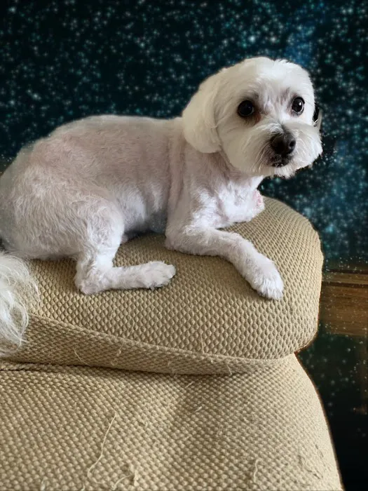 Animal Clinic of Bay Ridge 12
