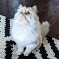Fifth Avenue Veterinary Hospital ico