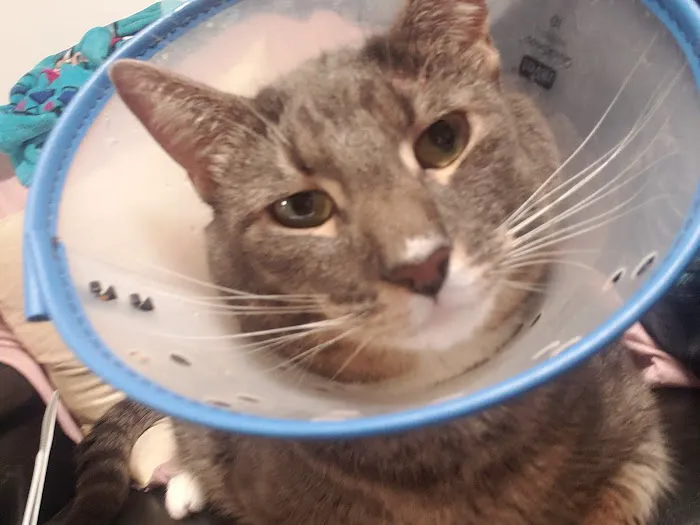 Fifth Avenue Veterinary Hospital 12
