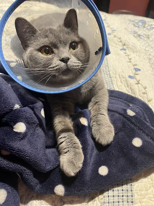 Fifth Avenue Veterinary Hospital 12