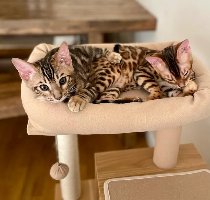 The Bengal Brigade 12