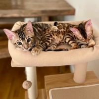 The Bengal Brigade ico