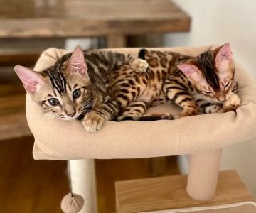 The Bengal Brigade