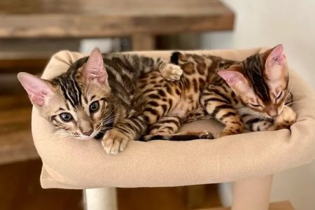 The Bengal Brigade