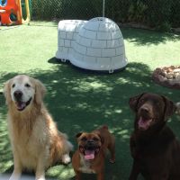 Longs Peak Animal Hospital ico