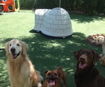Longs Peak Animal Hospital