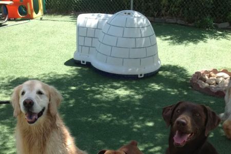 Longs Peak Animal Hospital