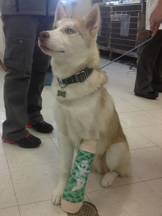 Longs Peak Animal Hospital 12