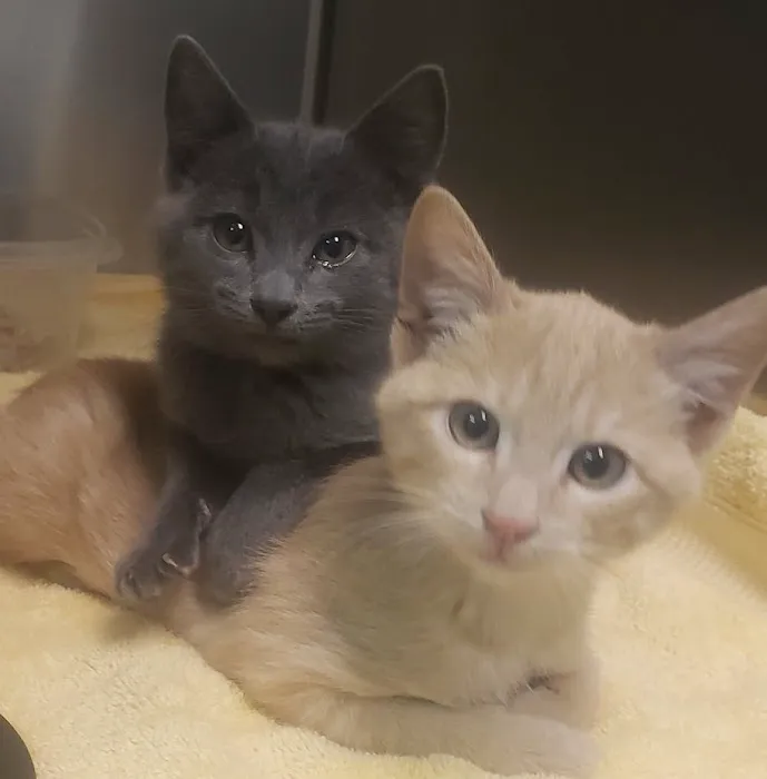 NoCo Spay & Neuter 12