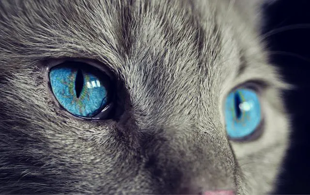 NoCo Spay & Neuter 12